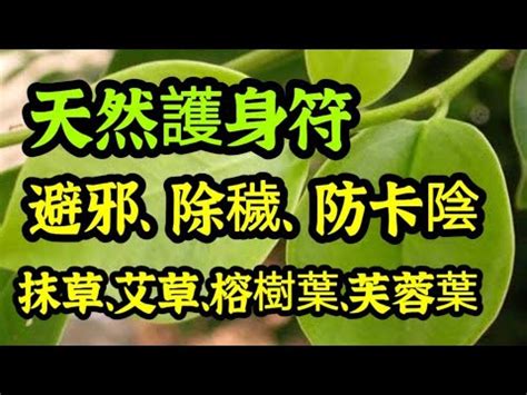 帶什麼可以避邪|告別式避穢氣：抹草、榕樹葉、芙蓉葉的避邪功效與正。